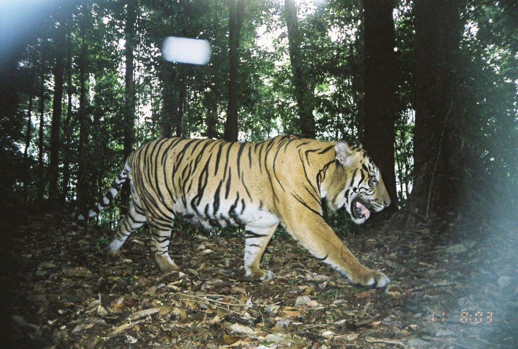 Menggali Toleransi Pada Harimau Melalui Aspek Budaya dan Spiritualitas