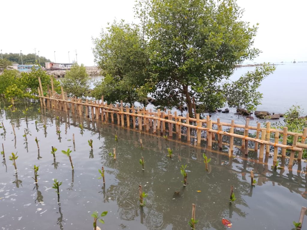 Tim UNAS Lakukan Monitoring Kedua Penanaman Mangrove