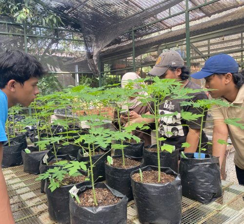 13-06-24 Prak. Budidaya Tanaman Buah-Buahan (1) (1)