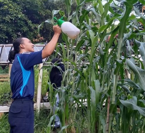 27-12-24 Prak. Budidaya Tanaman Pangan (2)_page-0001