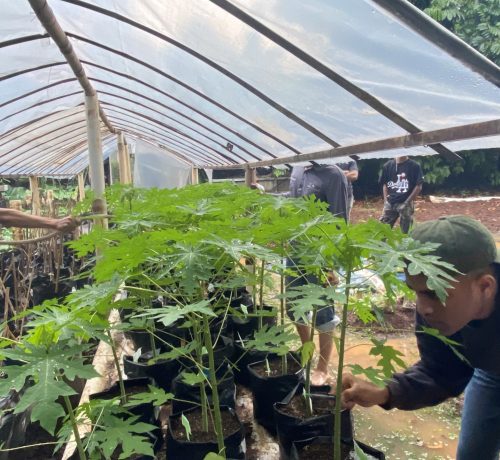 30-06-24 Prak. Budidaya Tanaman Buah-Buahan (2)