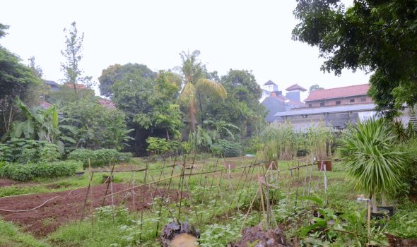 KEBUN PERCOBAAN (EDIT)