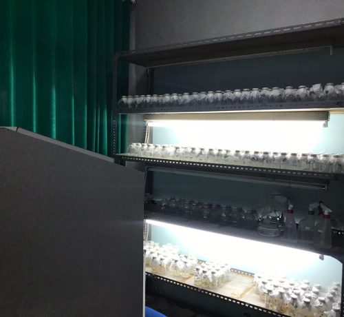 Lab Kuljar